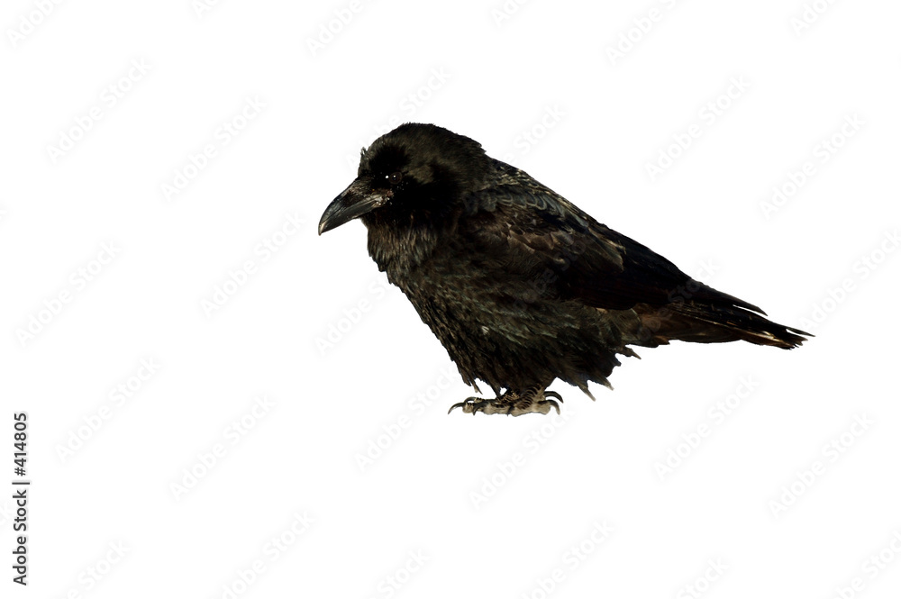 Fotografie isolated raven