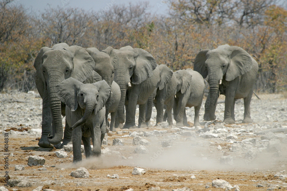 Photography african elephants