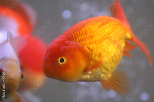 goldfish © arekmalang