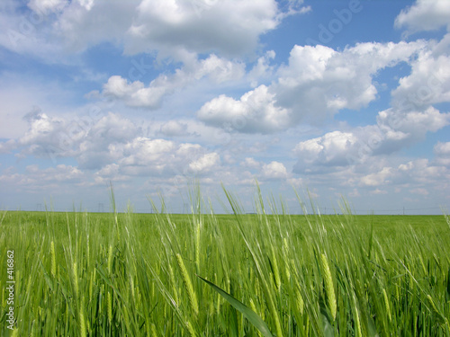 green wheat field
