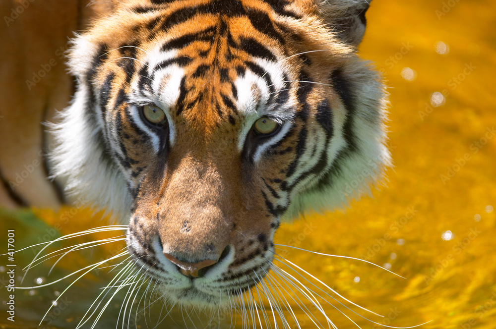 Obraz premium tiger in the water