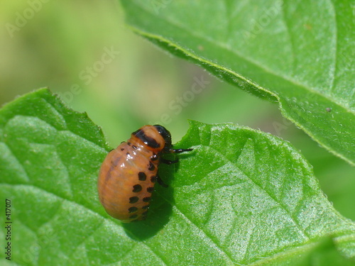 Tapety artystyczne colorado young beetle