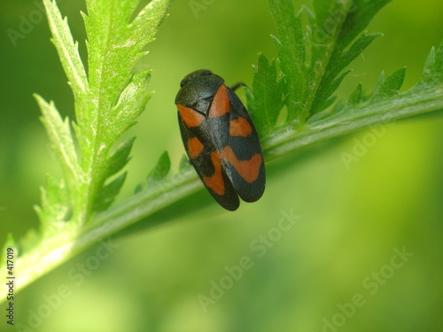 a froghopper photo