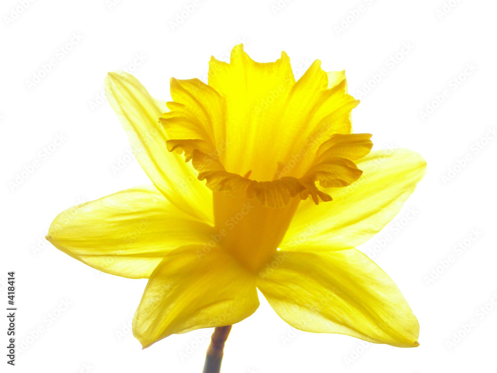 Naklejka premium yellow easter daffodil