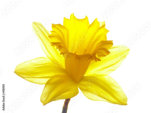 Fotótapéta yellow easter daffodil