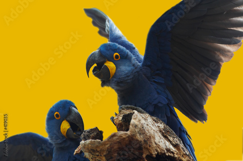 wild blue hyacinth macaw, pantanal, brazil photo