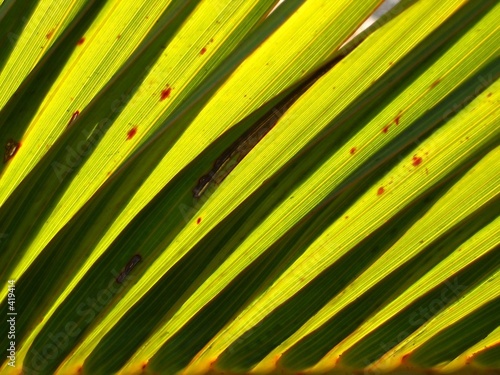 palm fronds backlit by the sun