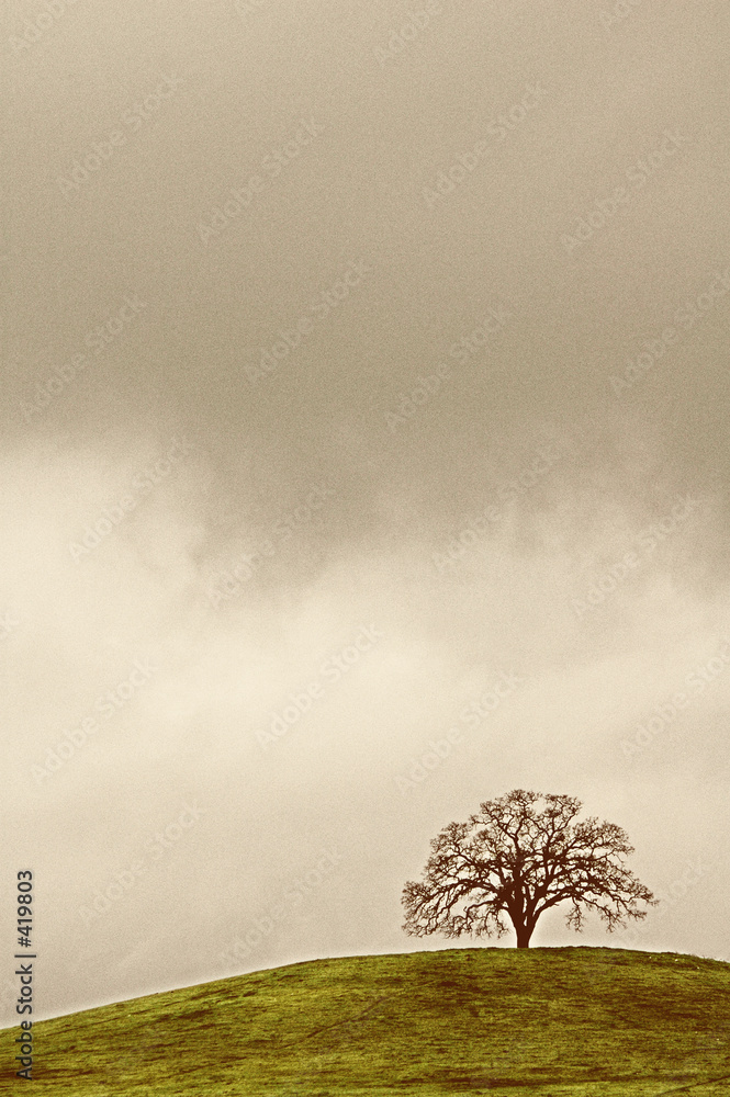 Obraz premium lone oak