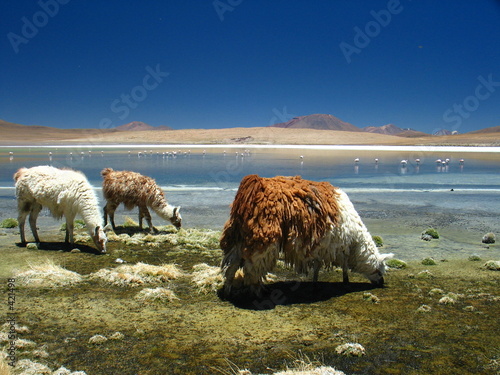 lamas et flamands roses sur la laguna hedionda