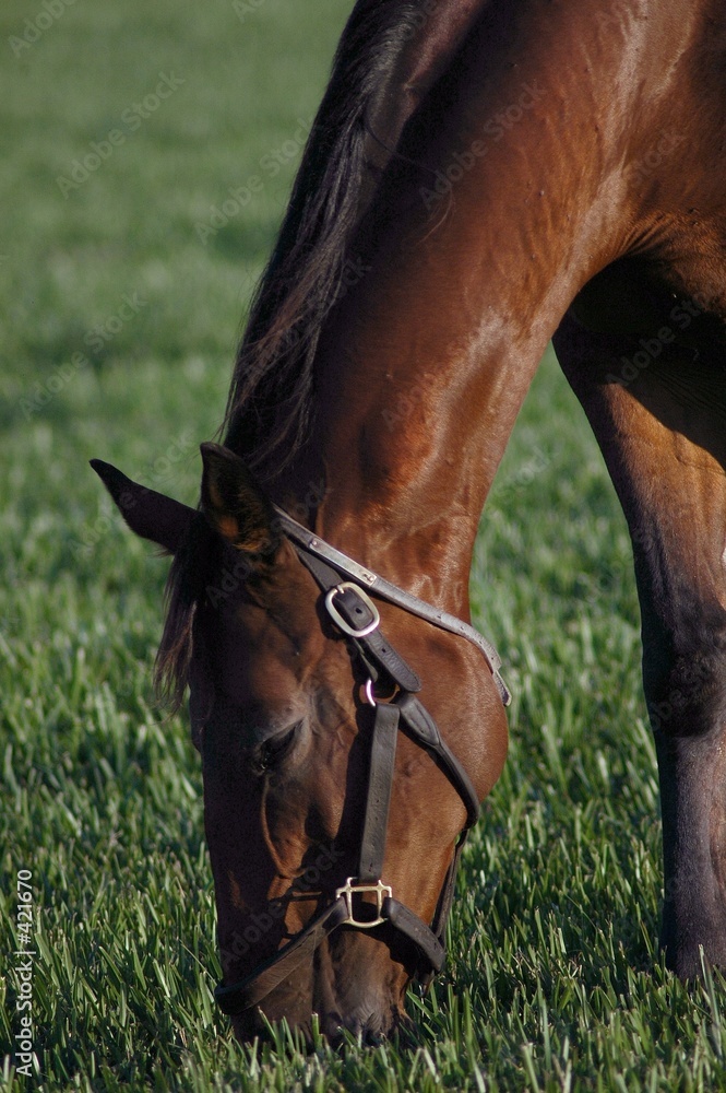 Φωτογραφία grazing horse
