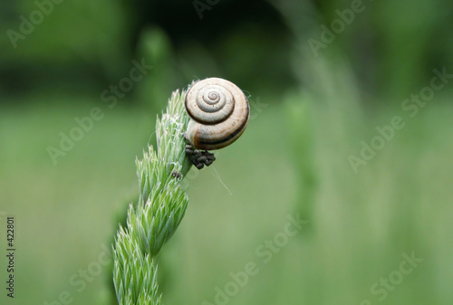 snail on a blade of grass