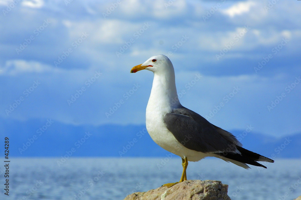 lone seagull against blue sky