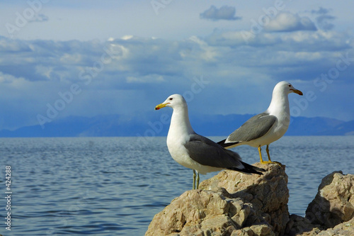 two seagulls against blue sky