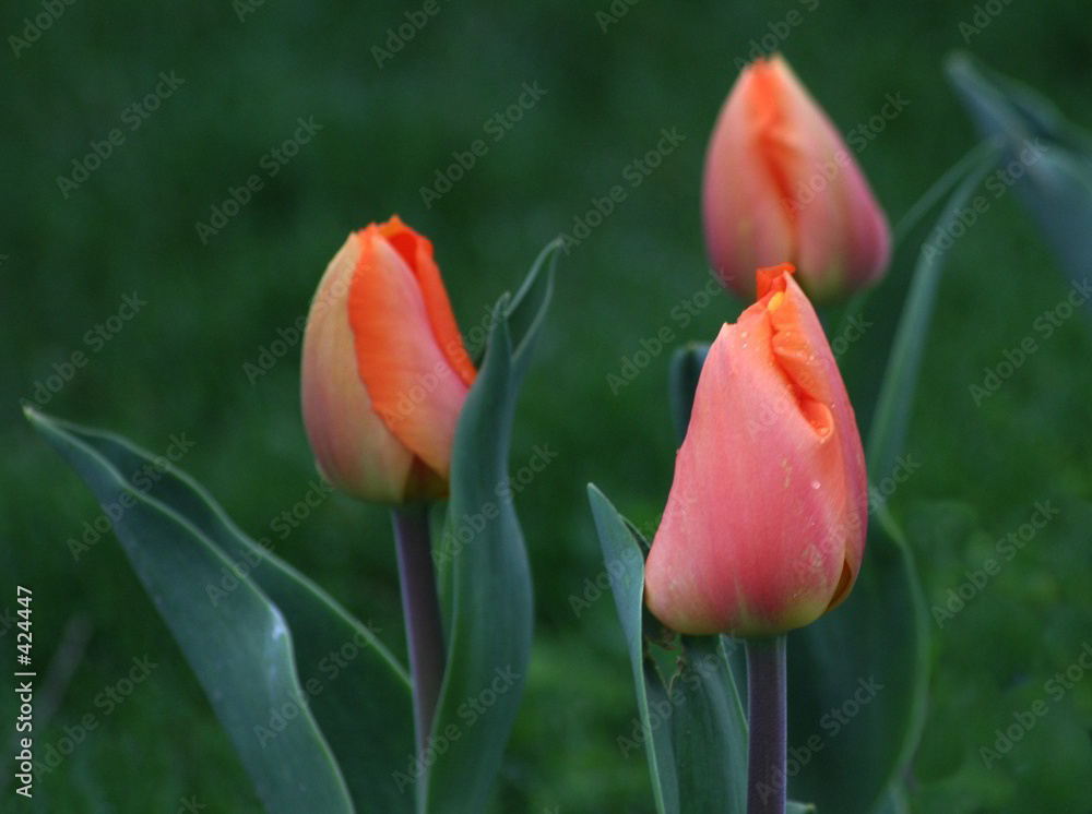 Fototapeta premium tulip trio