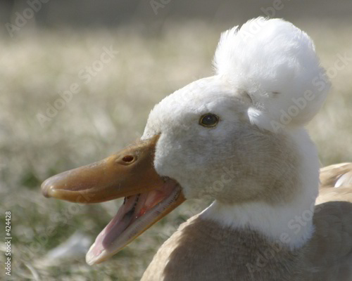 yacky quacker