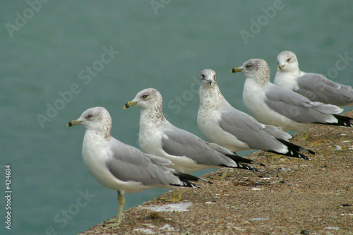row of seagulls on pier