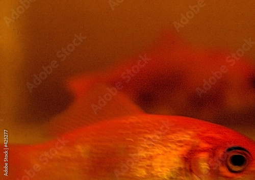 goldfish abstract