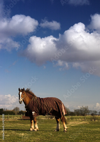 chestnut horse in field