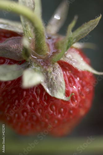 strawberry photo