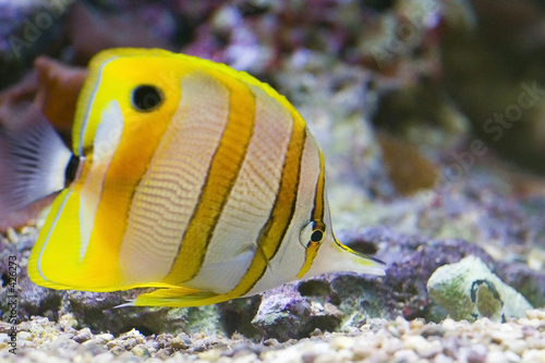 butterflyfish/pinzettfisch photo