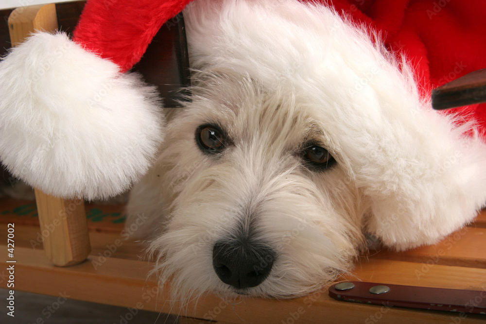 Fotografie waiting for christmas