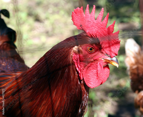 red rooster photo