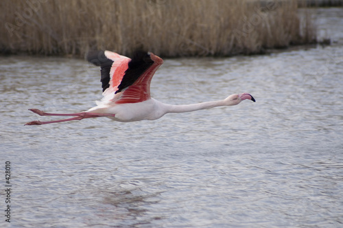 flamant rose camargais