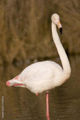 flamant unijambiste