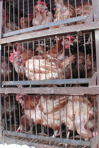 cocks in cage