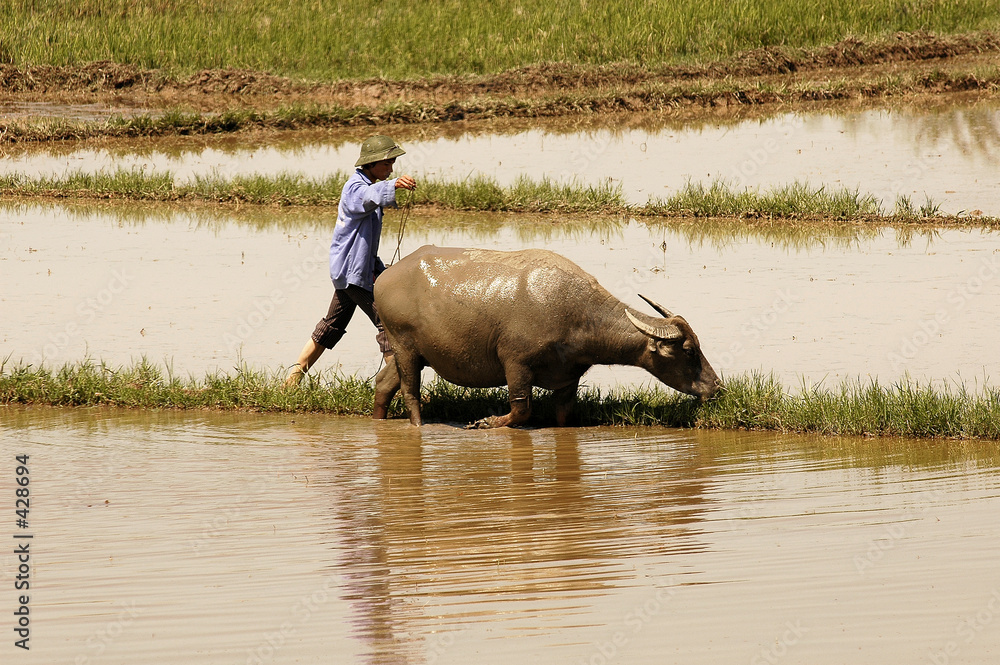 Ταπετσαρία vietnam, halong bay road: water buffalo
