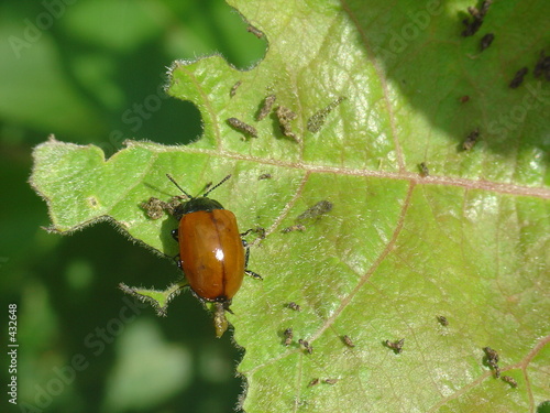leaf beetle (melasoma sp.) photo
