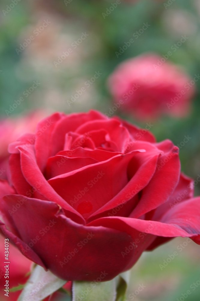 red rose red rose