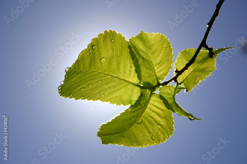 leaf
