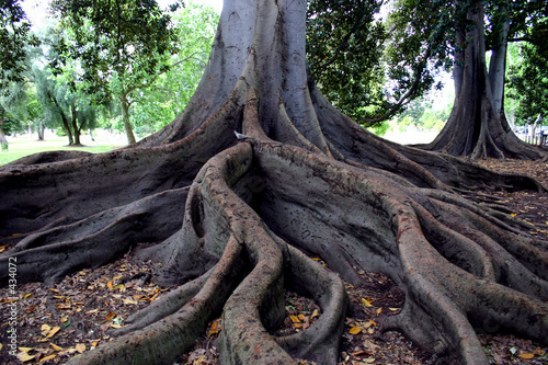 tree roots #434072