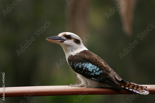 kookaburra