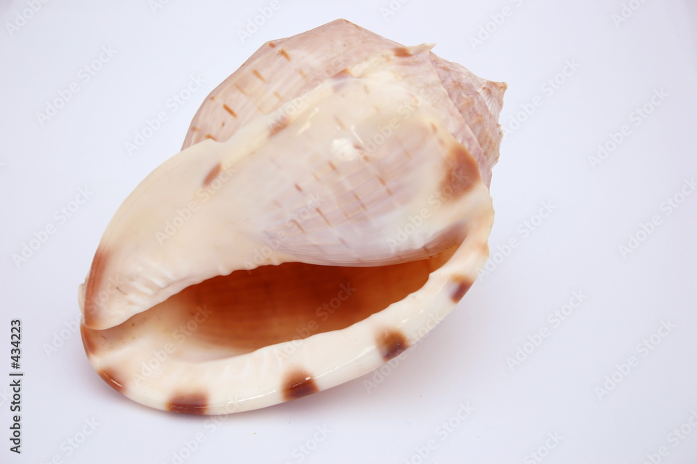 shell