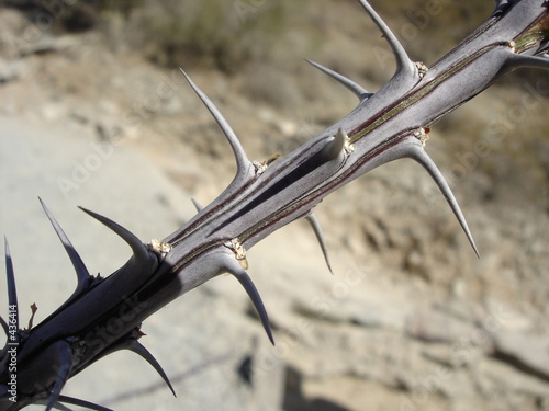 cactus thorns photo