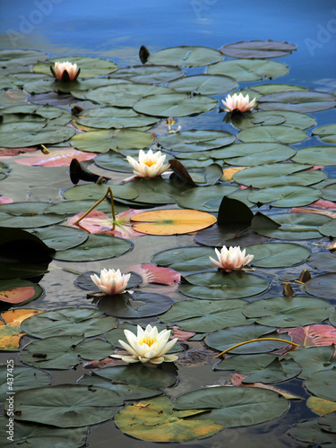 Fototapeta water-lilies on lake bled, slovenia