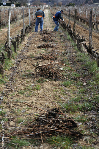 taille de la vigne