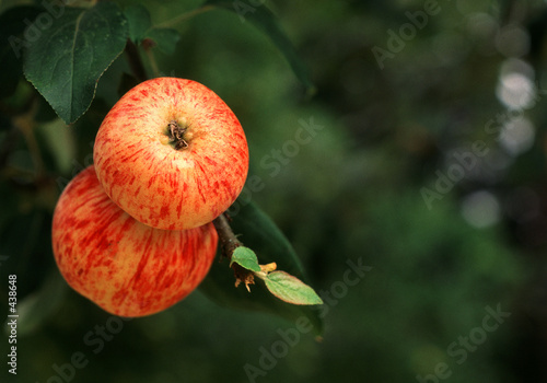 gravenstein apples photo
