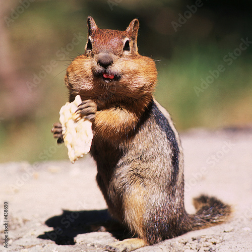 western chipmunk