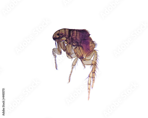 microscope-flea (ctenocephalides) photo