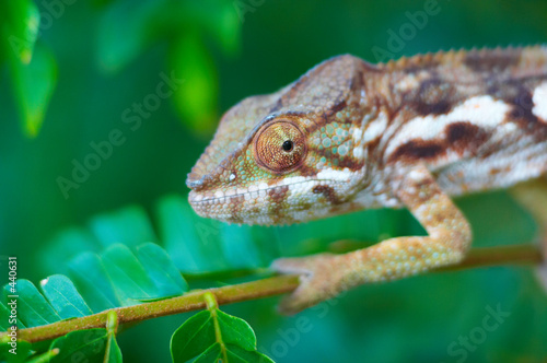 wild chameleon, madagascar