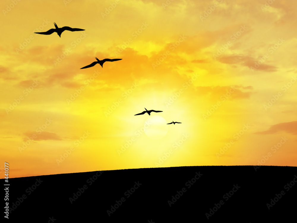 Fototapeta premium birds and sky