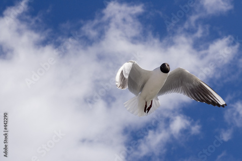 mouette surprise