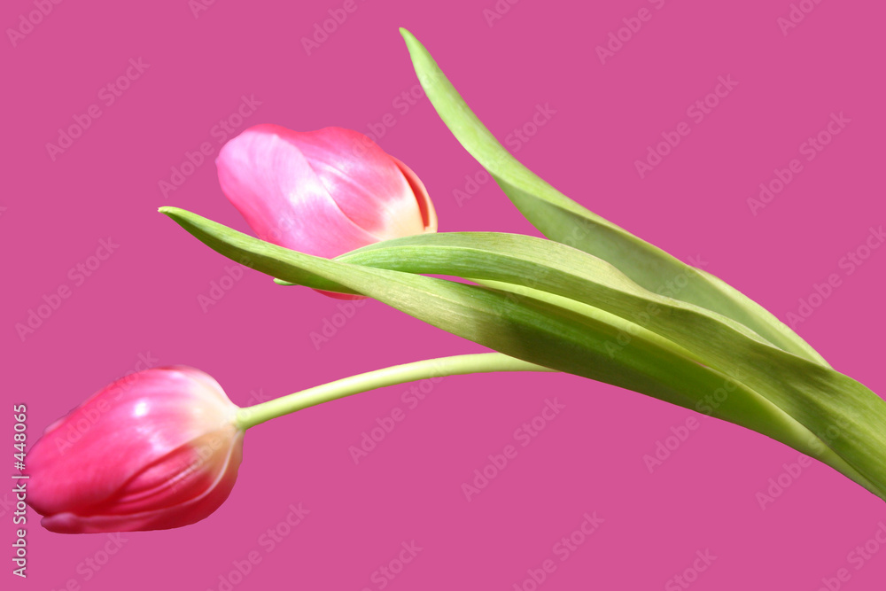Obraz premium tulpen 1