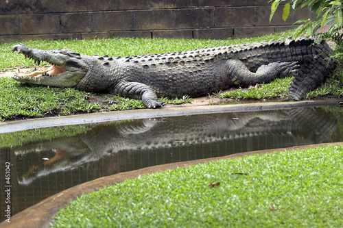 crocodile reflection