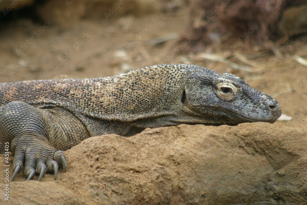 komodo dragon komodo dragon