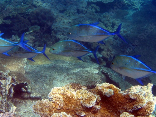 great barrier reef