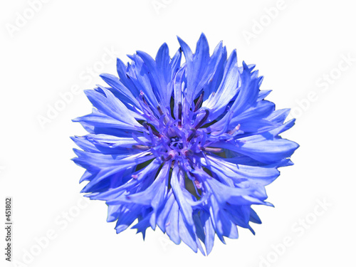 kornblumenblüte